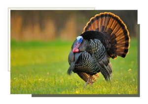 img of a wild turkey