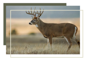 img of an elk